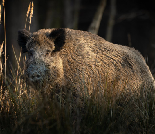 Decreto sulla peste suina africana: la discussione in Senato Decreto sulla peste suina africana: cinghiale nella foresta