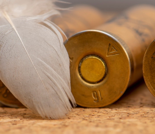 Durata della stagione venatoria: la sentenza della Corte costituzionale Durata della stagione venatoria: cartucce vintage con piuma