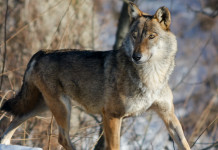 Lupo, volpe e piccola selvaggina Lupo, volpe e piccola selvaggina