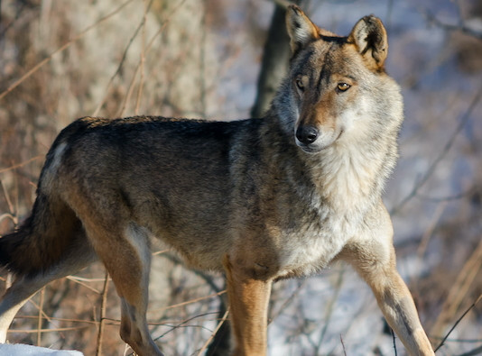 Lupo, volpe e piccola selvaggina Lupo, volpe e piccola selvaggina