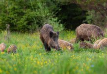 Modifiche alla legge 157/92: adottato testo base Modifiche alla legge 157/92: cinghiali con piccoli