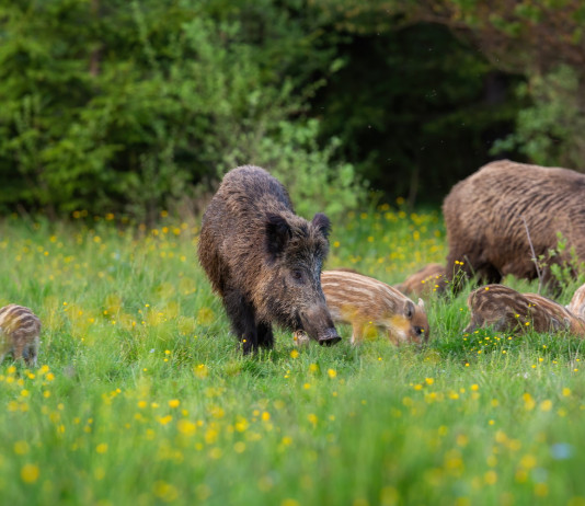 Modifiche alla legge 157/92: adottato testo base Modifiche alla legge 157/92: cinghiali con piccoli