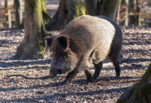 Peste suina africana, Senato approva decreto Peste suina africana: cinghiale nella foresta