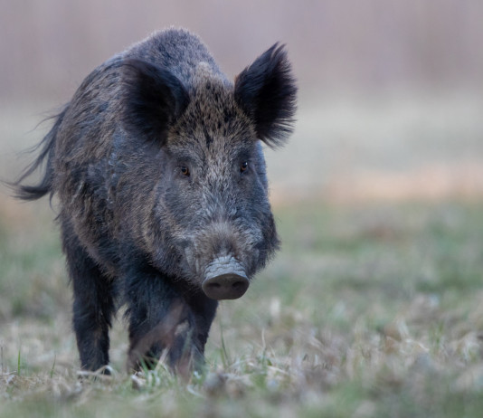 Peste suina africana in Italia: casi sopra 70 Peste suina africana in Italia: cinghiale nel bosco