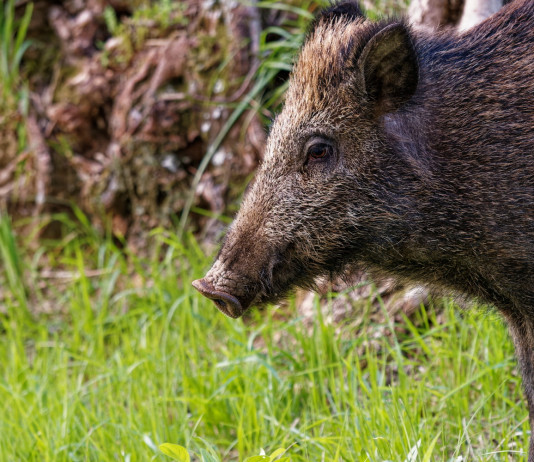 Peste suina africana in Liguria: al via la seconda fase Peste suina africana in Liguria: cinghiale