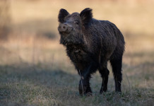 Peste suina africana: richieste Liguria a maggioranza Peste suina africana: cinghiale in primo piano