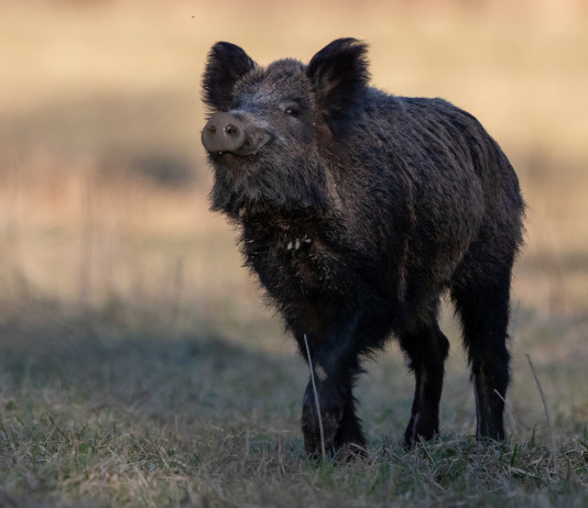 Peste suina africana: richieste Liguria a maggioranza Peste suina africana: cinghiale in primo piano