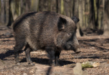 Peste suina africana, scontro in commissione sul ddl Peste suina africana: cinghiale nella foresta