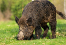 Peste suina africana: superata quota cinquanta casi Peste suina africana: cinghiale mangia nell'erba