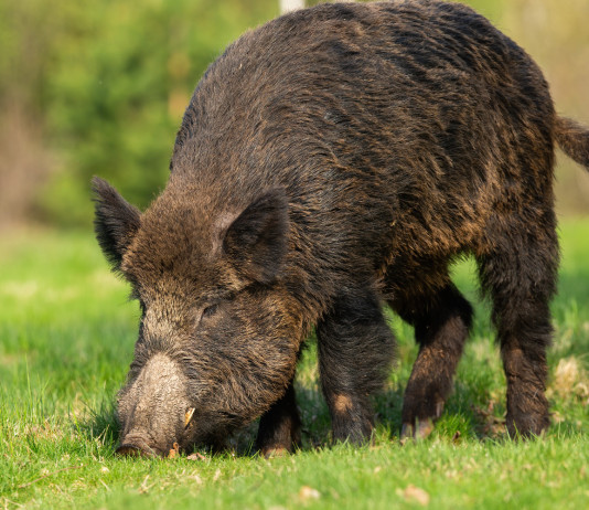 Peste suina africana: superata quota cinquanta casi Peste suina africana: cinghiale mangia nell'erba