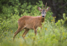 Piano faunistico-venatorio della Lombardia: chiesta audizione dei cacciatori Piano faunistico-venatorio della Lombardia: capriolo in ambiente naturale
