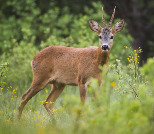 Piano faunistico-venatorio della Lombardia: chiesta audizione dei cacciatori Piano faunistico-venatorio della Lombardia: capriolo in ambiente naturale