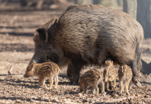 Riduzione del numero di cinghiali in Piemonte: le misure Riduzione del numero di cinghiali in Piemonte: scrofa con piccoli