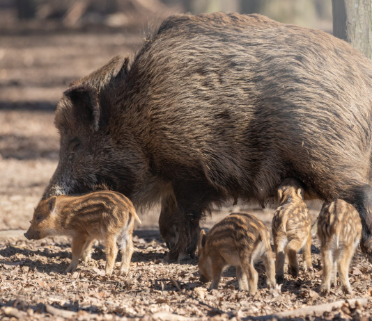 Riduzione del numero di cinghiali in Piemonte: le misure Riduzione del numero di cinghiali in Piemonte: scrofa con piccoli