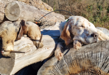 Beccacce che Passione 2 2022: in edicola Beccacce che Passione 2 2022