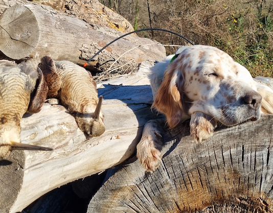 Beccacce che Passione 2 2022: in edicola Beccacce che Passione 2 2022