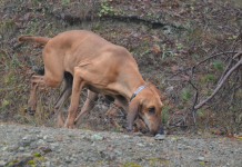 Addestrare i cani da seguita cani da seguita