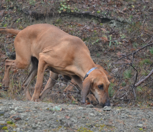 Addestrare i cani da seguita cani da seguita