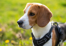 Segugi da lepre: torna la Coppa dei campioni Segugi da lepre: beagle
