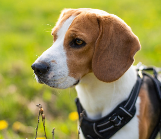 Segugi da lepre: torna la Coppa dei campioni Segugi da lepre: beagle