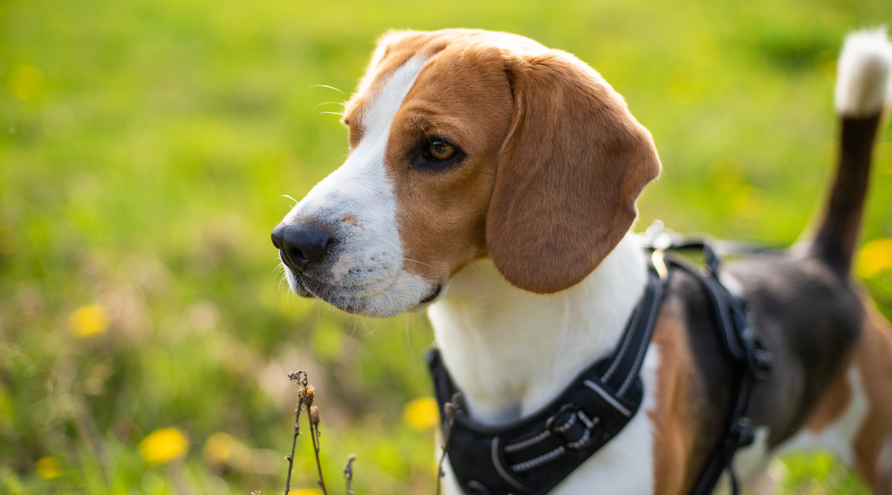 Segugi da lepre: beagle