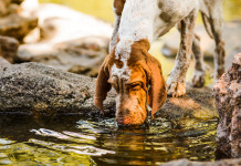 Sul Foglio Camillo Langone esalta il cane da caccia cane da caccia: bracco italiano beve in corso d'acqua
