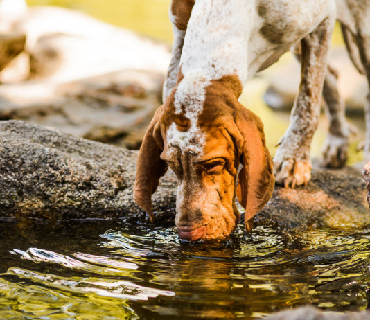 Sul Foglio Camillo Langone esalta il cane da caccia cane da caccia: bracco italiano beve in corso d'acqua