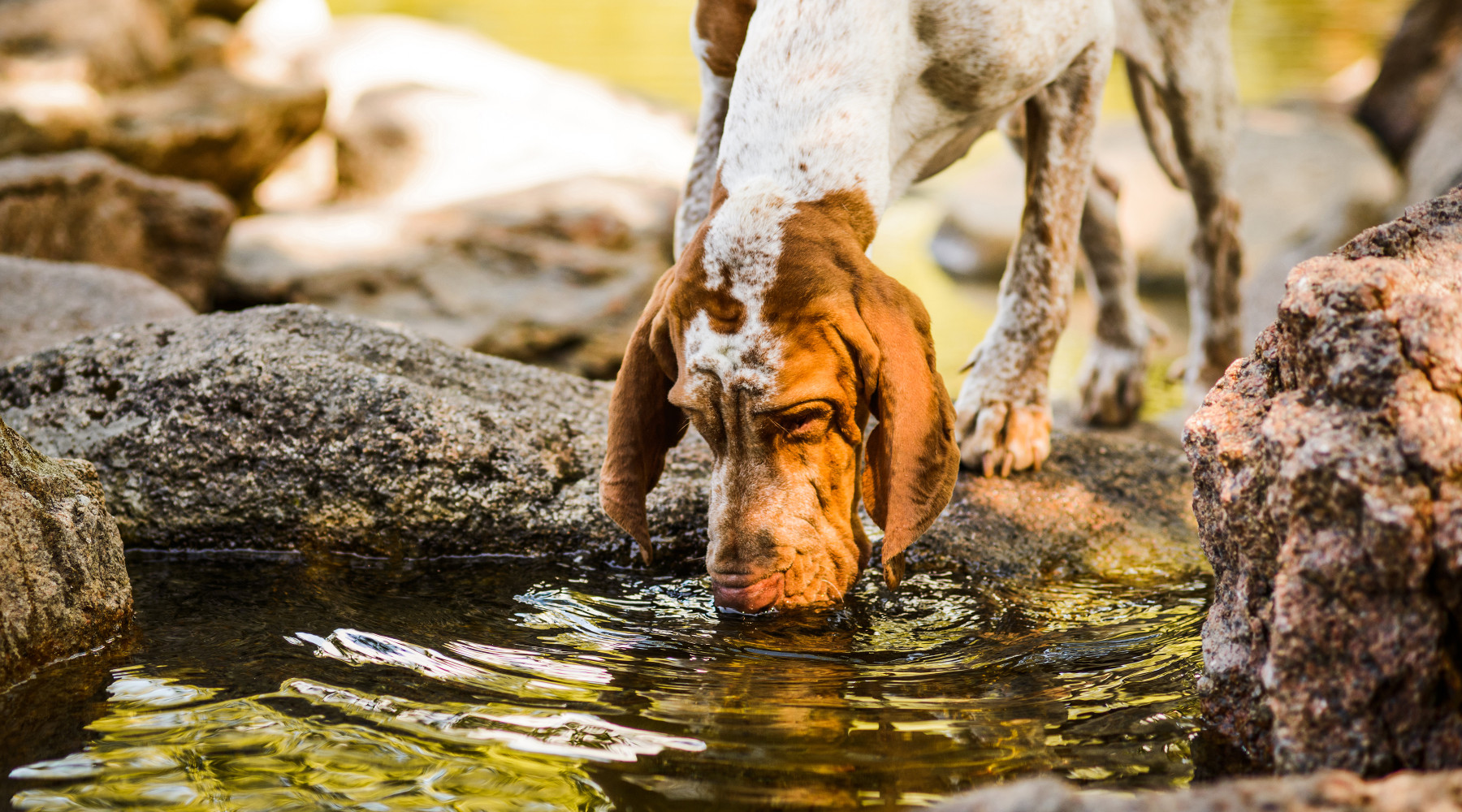 cane da caccia: bracco italiano beve in corso d'acqua