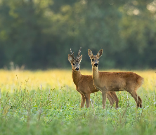 Tesi sulla gestione della fauna: due premi in denaro da Urca Marche Tesi sulla gestione della fauna: due caprioli in ambiente primaverile