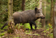 Al via la caccia di selezione al cinghiale in Emilia Romagna Al via la caccia di selezione al cinghiale in Emilia Romagna: cinghiale nella foresta