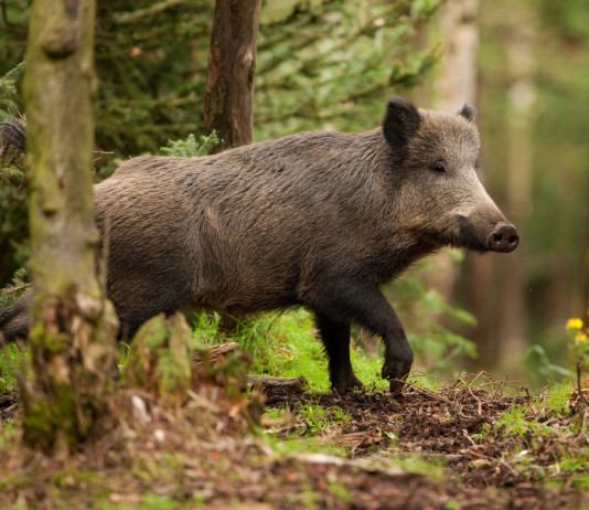Al via la caccia di selezione al cinghiale in Emilia Romagna Al via la caccia di selezione al cinghiale in Emilia Romagna: cinghiale nella foresta