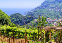 Attivo l’osservatorio faunistico della Campania Attivo l’osservatorio faunistico della Campania: Ravello, vigna lungo la costiera amalfitana