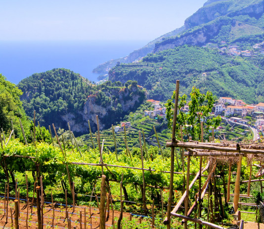 Attivo l’osservatorio faunistico della Campania Attivo l’osservatorio faunistico della Campania: Ravello, vigna lungo la costiera amalfitana