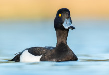 Caccia agli acquatici, la richiesta dell’Acma Caccia agli acquatici: moretta in ambiente naturale