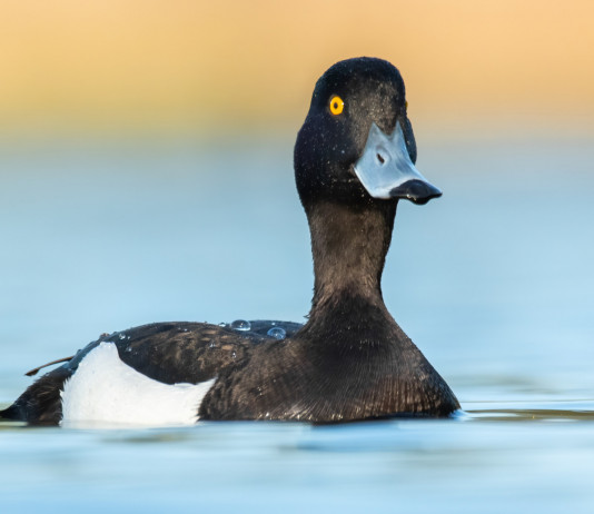 Caccia agli acquatici, la richiesta dell’Acma Caccia agli acquatici: moretta in ambiente naturale