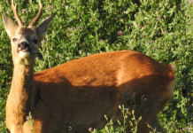 Caccia al capriolo nel periodo degli amori Caccia al capriolo nel periodo degli amori