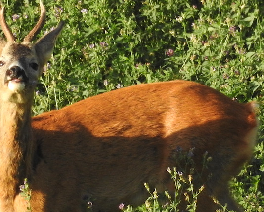 Caccia al capriolo nel periodo degli amori Caccia al capriolo nel periodo degli amori