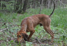 Caccia alla lepre: l’accostamento Caccia alla lepre accostamento