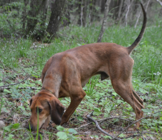 Caccia alla lepre: l’accostamento Caccia alla lepre accostamento