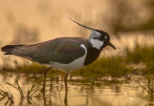 Caccia alla pavoncella, la sentenza del Tar Caccia alla pavoncella: pavoncella in ambiente naturale