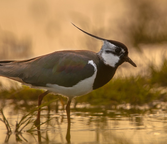 Caccia alla pavoncella, la sentenza del Tar Caccia alla pavoncella: pavoncella in ambiente naturale