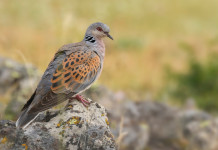 Caccia alla tortora: gli ultimi aggiornamenti Caccia alla tortora: tortora su una roccia
