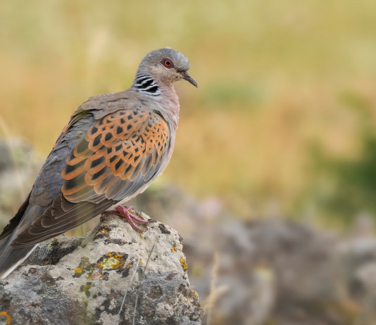 Caccia alla tortora: gli ultimi aggiornamenti Caccia alla tortora: tortora su una roccia