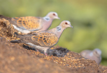 Caccia alla tortora, l’Europa verso restrizioni ulteriori Caccia alla tortora: due tortore in ambiente naturale