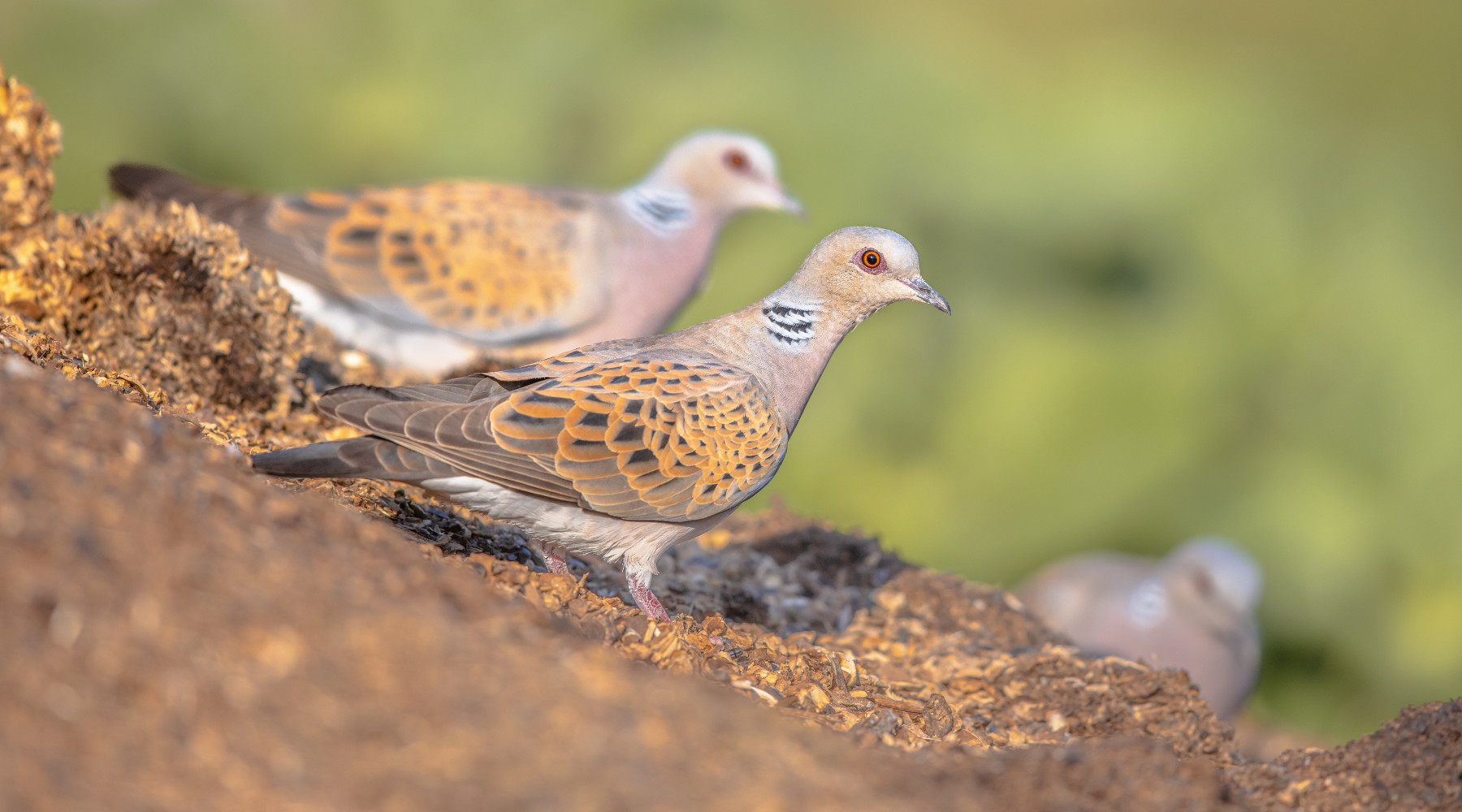 Caccia alla tortora, l’Europa verso restrizioni ulteriori Caccia alla tortora: due tortore in ambiente naturale