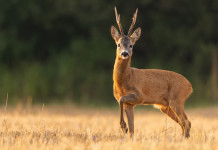 Caccia di selezione in Umbria, definito il calendario Caccia di selezione in Umbria: capriolo