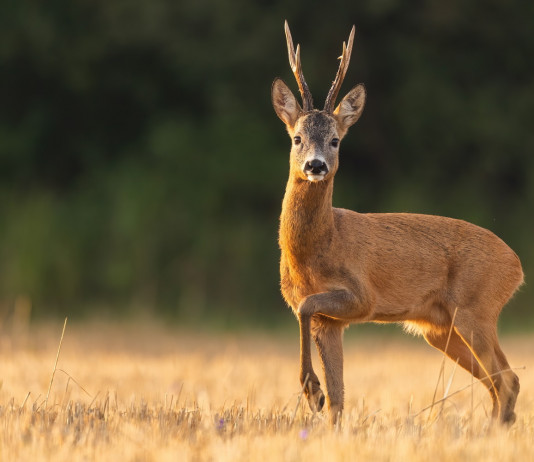 Caccia di selezione in Umbria, definito il calendario Caccia di selezione in Umbria: capriolo