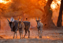 Caccia in Africa: il convegno al parlamento europeo Caccia in Africa: eland nel parco nazionale dello zimbabwe