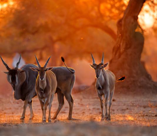 Caccia in Africa: il convegno al parlamento europeo Caccia in Africa: eland nel parco nazionale dello zimbabwe