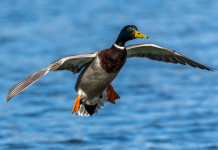 Calendario venatorio della Lombardia, Federcaccia contro assessorato Calendario venatorio della Lombardia: germano reale in volo